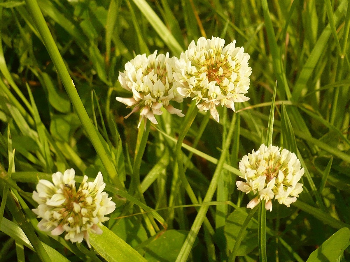 Trifolium repens var. repens (Fabaceae)